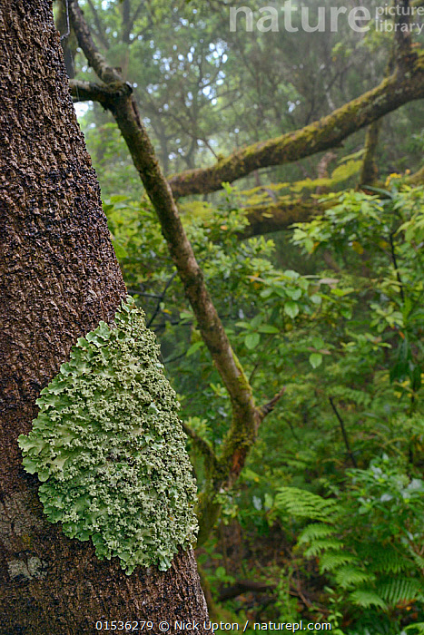 Stock photo of Common greenshield lichen (Flavoparmelia caperata) patch ...