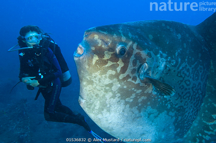 Stock photo of Diver encounters a large sunfish (Mola mola), the world's  heaviest bony…. Available for sale on