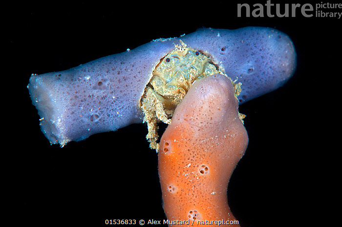 Stock photo of Sponge crab (Dromia dromia) carrying a purple