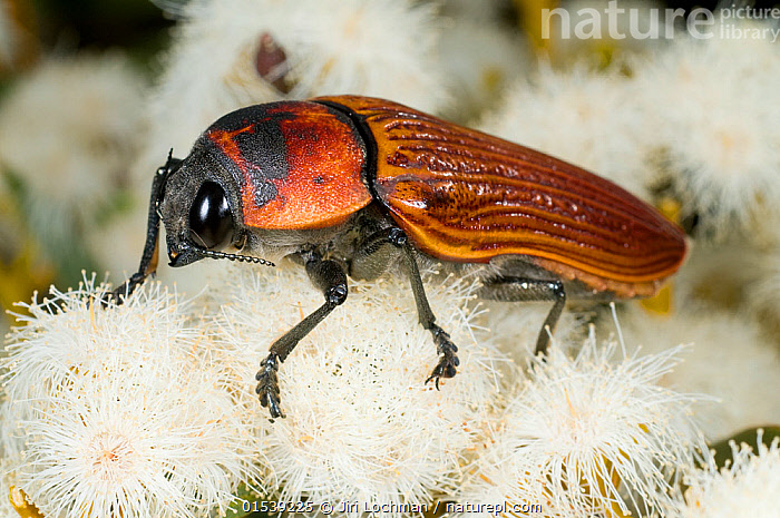 Stock photo of Jewel Beetle (Temognatha heros) feeding on