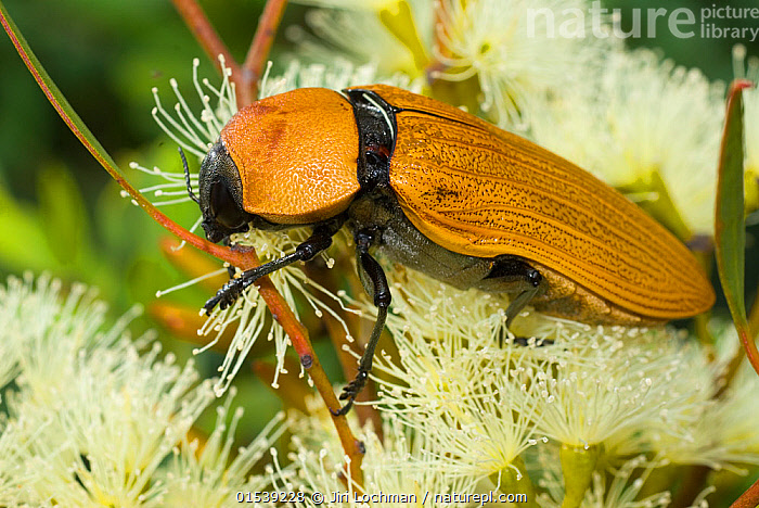 Australia Themognatha heros 65mm