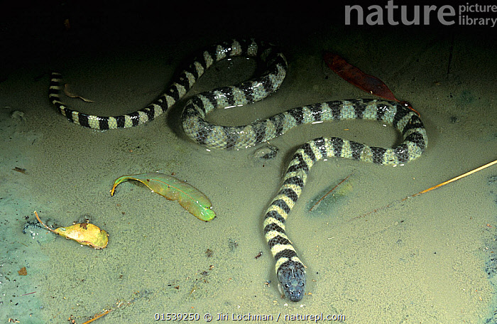 Mud Snake Rings Stock photo of Black-ringed mud snake (Hydrelaps darwiniensis) in ...