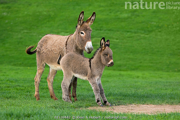 Stock Photo Of Cotentin Domestic Donkey Equus Africanus Asinus Jenny 