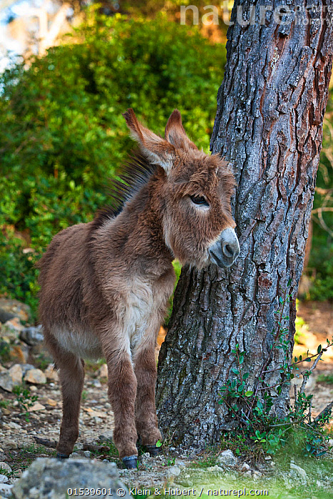 Stock photo of Miniature donkey (Equus africanus asinus) foal near pine ...