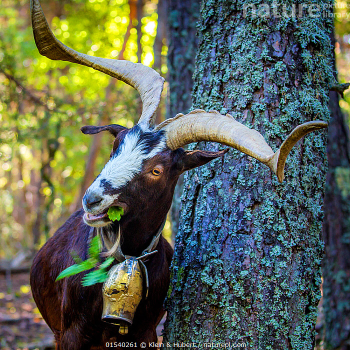 Goats stock image. Image of aries, antler, grass, domestic - 40814781
