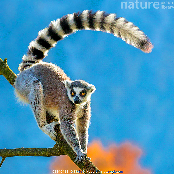 Ring Tailed Lemur – Facts, Habitat, Diet, Pictures