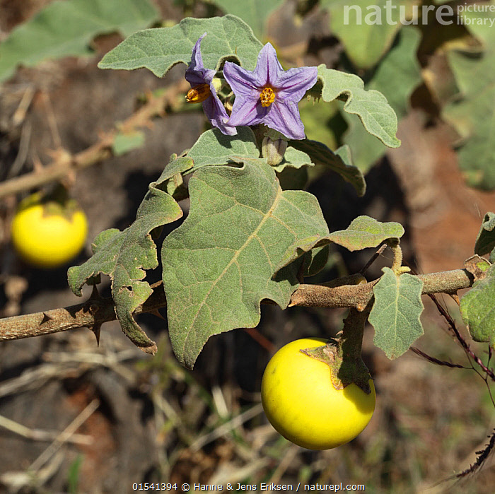 Thorn apple (Solanum incanum)