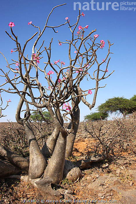stock-photo-of-desert-rose-adenium-obesum-oman-september-available
