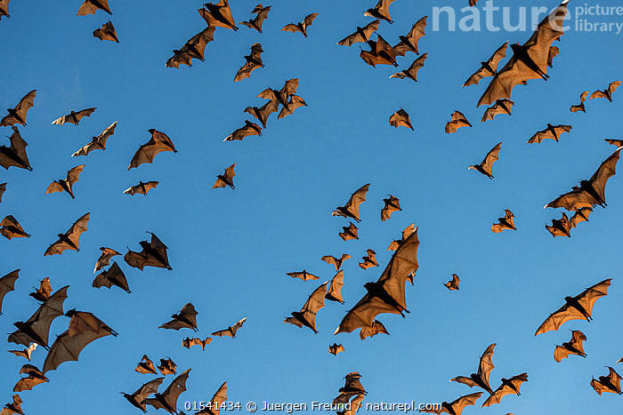 Stock photo of Little red flying-foxes (Pteropus scapulatus) flying to ...