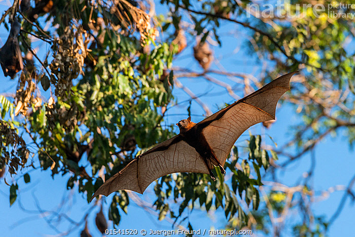 Stock photo of Little Red flying fox (Pteropus scapulatus) flying ...