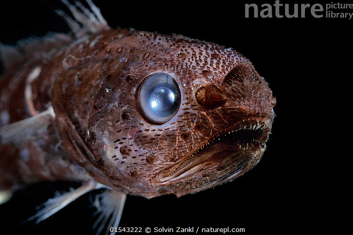 Stock photo of Tropical pelagic cod / Arrowtail (Melanonus zugmayeri ...