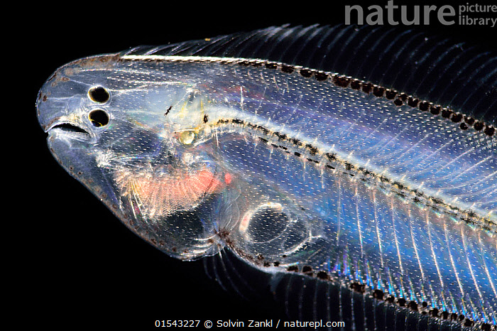 Stock photo of Flatfish (Soleidae) larva with asymmetric body