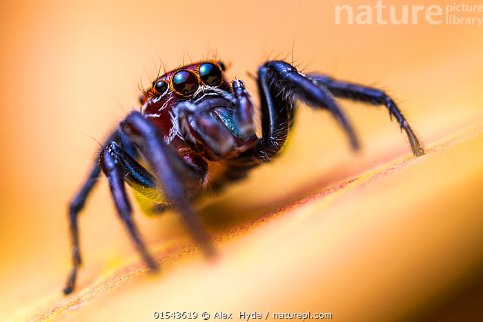 Jumping spider (Salticidae), 2020 Photomicrography Competition