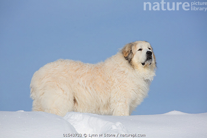 Great pyrenees hot sale snow