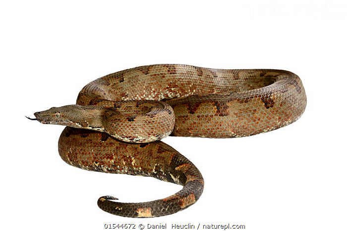 Stock photo of Pacific ground boa (Candoia carinata) captive, occurs in ...