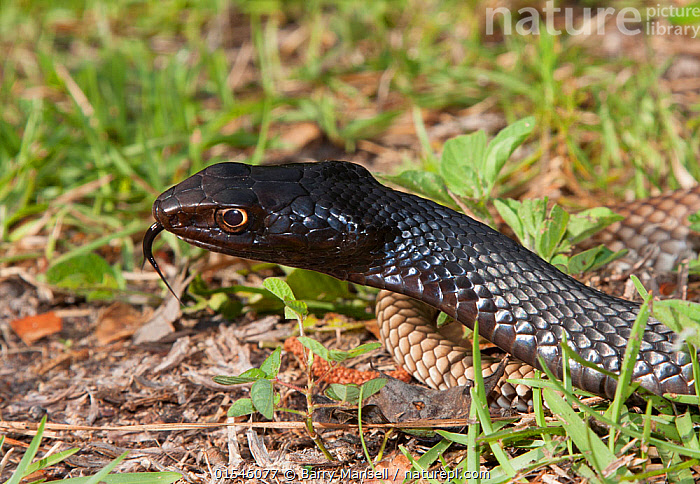 Stock photo of Eastern coachwhip snake (Masticophis flagellum flagellum ...