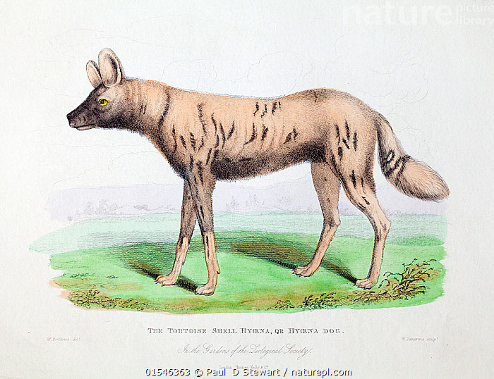 Stock photo of Illustration of African hunting dog (Lycaon pictus