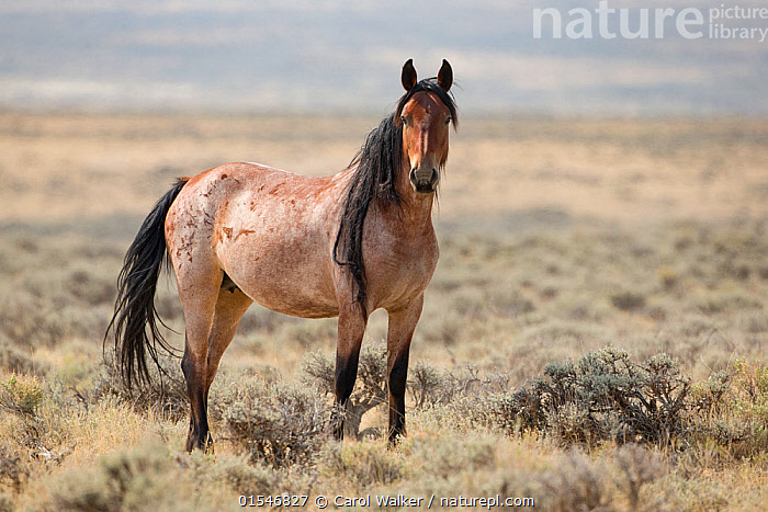 Stock photo of Wild mustang red roan mare with long mane standing in Adobe  Town Herd…. Available for sale on