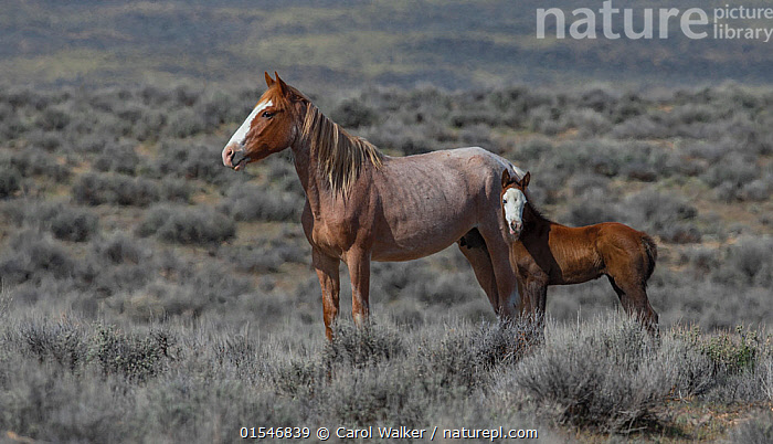 Wild Red Roan Horse