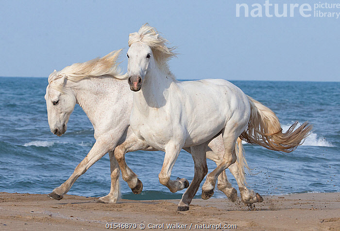 white horses on the beach