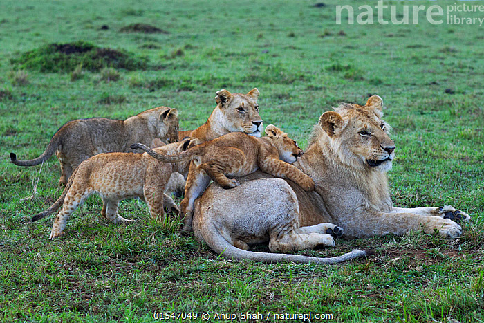 Stock photo of Lions (Panthera leo) lionesses playing with cubs aged 3 ...