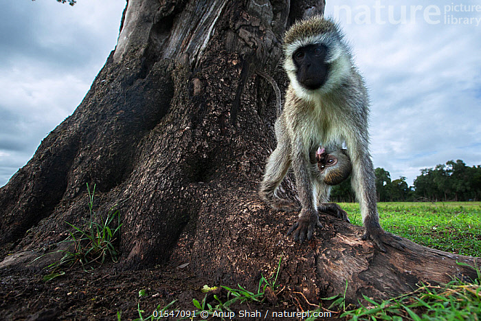 Stock photo of Vervet monkey (Cercopithecus aethiops) female with ...