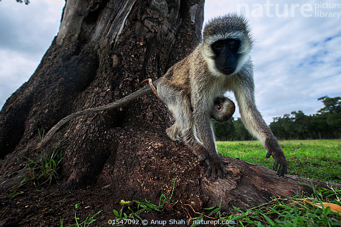 Stock photo of Vervet monkey (Cercopithecus aethiops) female with ...