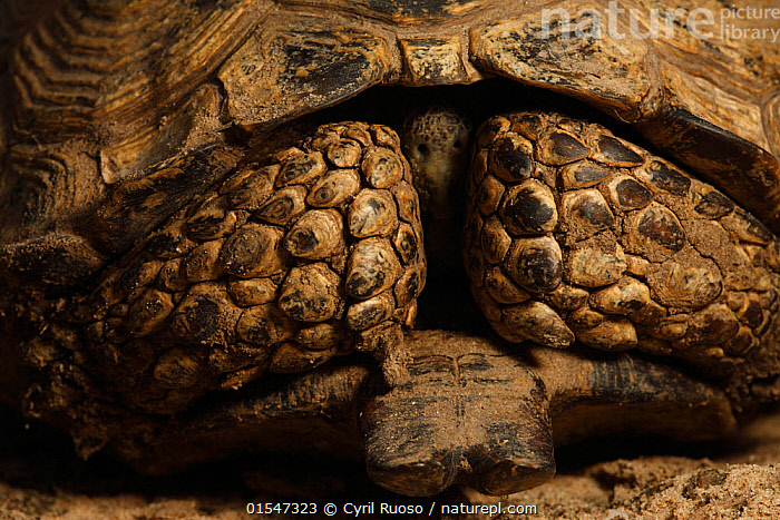 Stock photo of Gopher tortoise (Gopherus berlandieri) with head ...