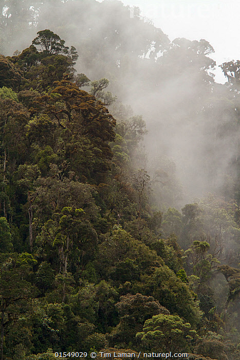 montane rainforest