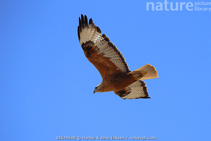 Stock photo of Long legged buzzard (Buteo rufinus) in flight, Oman ...