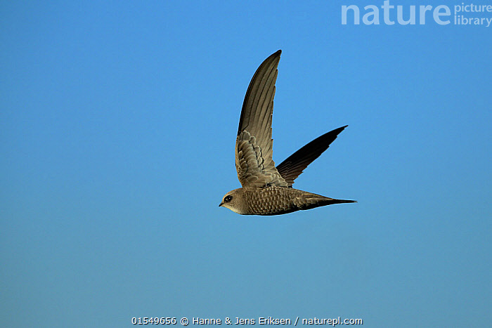 Stock photo of Pallid swift (Apus pallidus) in flight, Oman, January ...