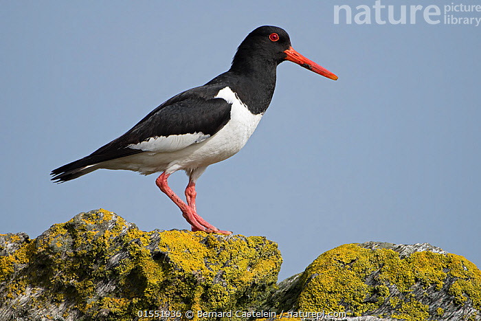 Stock photo of Oystercatcher (Haematopus ostralegus) by the coast ...
