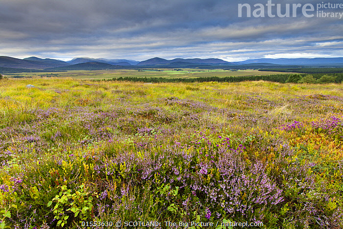 Stock photo of Mosiac of Cross leaved heath (Erica tetralix), Ling