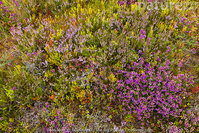 Stock photo of Mosiac of Cross leaved heath (Erica tetralix), Ling