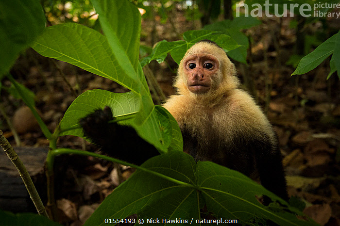 Gracile capuchin monkey for 2024 sale