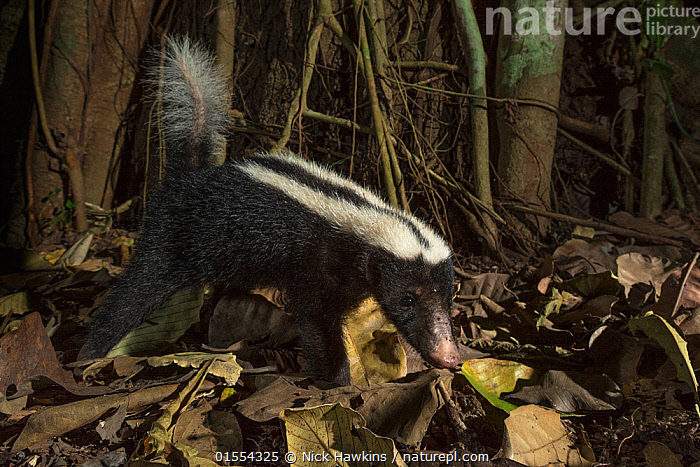 Stock photo of Stripe hognosed skunk (Conepatus semistriatus) camera