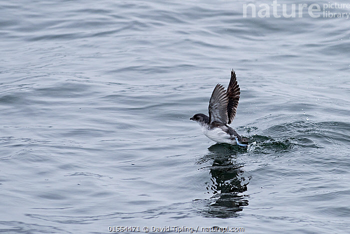 Stock photo of South Georgia diving petrel (Pelecanoides georgicus) off ...