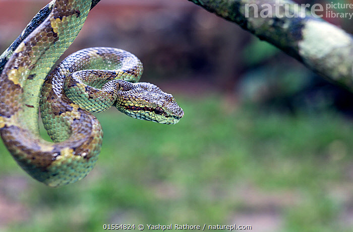 Stock Photo Of Malabar Pit Viper (Trimeresurus Malabaricus), Green ...