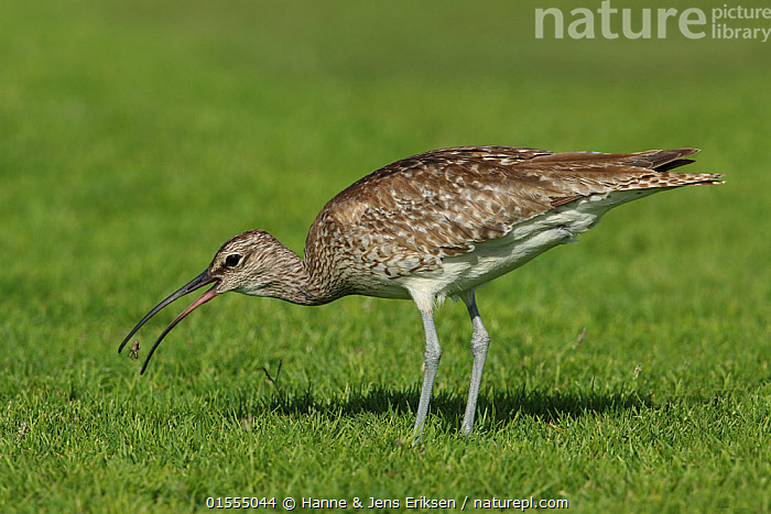 Stock photo of Whimbrel (Numenius phaeopus) feeding on insect, Oman ...