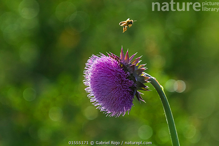 Stock Photo Of Honeybee Apis Melifera In Flight And Cotton Thistle 
