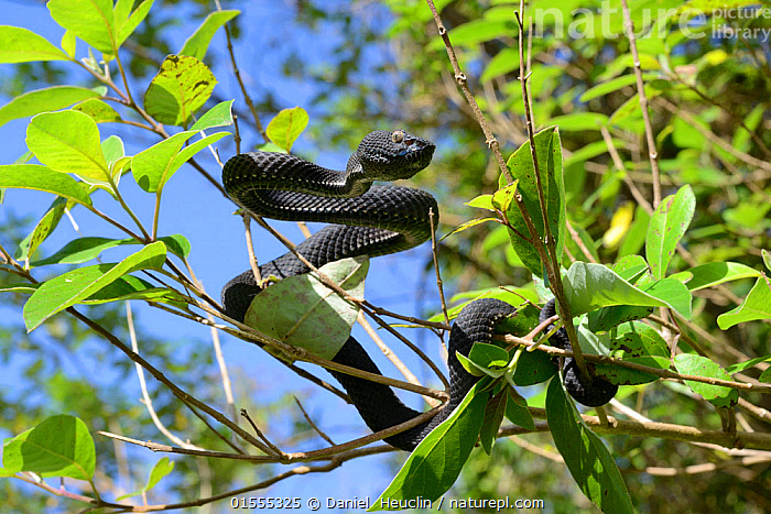 Stock Photo Of Mangrove Pit Viper (Trimeresurus Purpureomaculatus) In ...