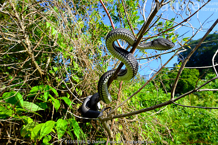 Stock Photo Of Mangrove Pit Viper (Trimeresurus Purpureomaculatus) In ...