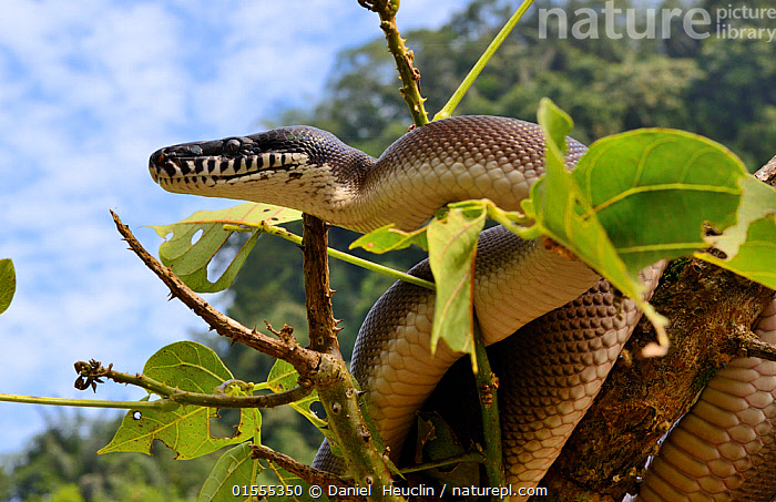 Stock photo of Northern white-lipped python (Leiopython albertisii) in ...