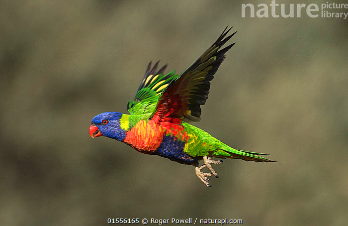 Rainbow Lory Flying Rainbow Lory Flying