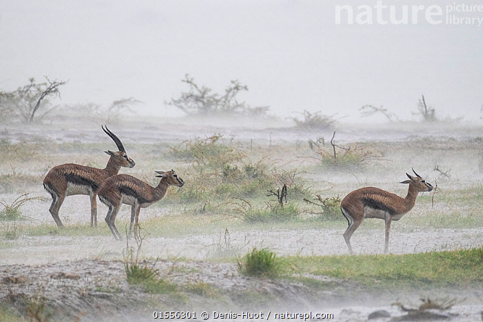Stock photo of Thomson's gazelle (Eudorcas thomsonii) male and two ...