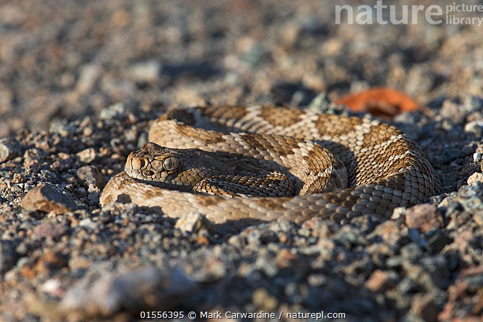 Stock photo of Rattleless / Isla Santa Catalina rattlesnake (Crotalus ...