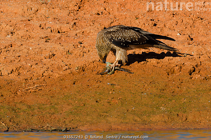 Stock photo of Whistling hawk (Haliastur sphenurus) feeding on