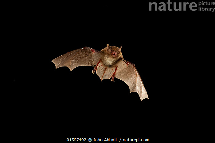 Stock photo of Southeastern myotis bat (Myotis austroriparius) in ...