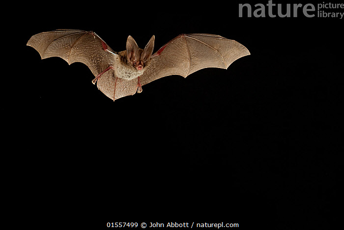 Stock photo of Rafinesque's big-eared bat (Corynorhinus rafinesquii) in ...