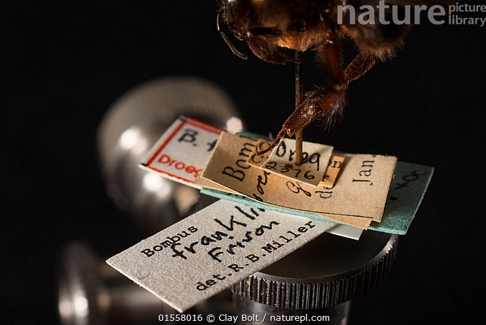 American Bumble Bee, Museum of Natural History